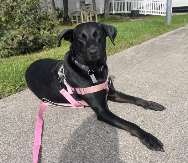 /Images/uploads/Canine Rescue of Central PA Rescue Royalty/CRCPA-rescue-royalty/entries/34168.jpg